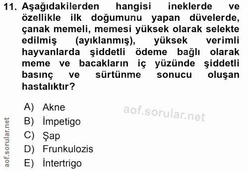 11. soru: Aşağıdakilerden hangisi ineklerde ve özellikle ilk doğumunu yapan düvelerde, çanak memeli, memesi yüksek olarak selek…