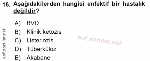 16. soru: Aşağıdakilerden hangisi enfektif bir hastalık değildir? A) BVD B) Klinik ketozis C) Listeriozis D) Tüberküloz E) Akabane