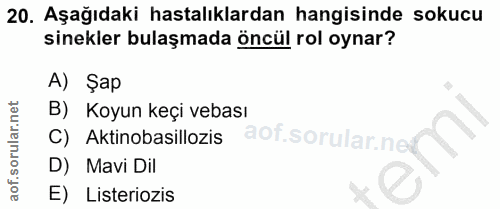 20. soru: Aşağıdaki hastalıklardan hangisinde sokucu sinekler bulaşmada öncül rol oynar? A) Şap B) Koyun keçi vebası C) Aktinob…
