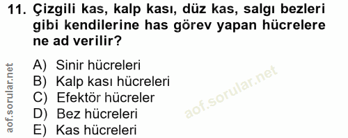 11. soru: Çizgili kas, kalp kası, düz kas, salgı bezleri gibi kendilerine has görev yapan hücrelere ne ad verilir? A) Sinir hüc…