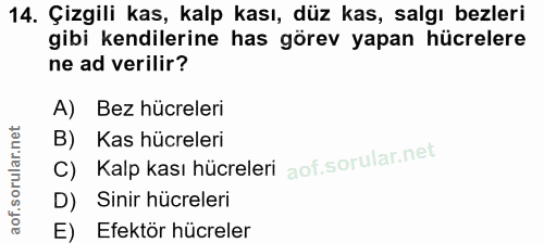 14. soru: Çizgili kas, kalp kası, düz kas, salgı bezleri gibi kendilerine has görev yapan hücrelere ne ad verilir? A) Bez hücre…