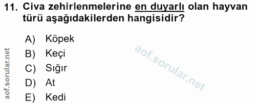 11. soru: Civa zehirlenmelerine en duyarlı olan hayvan türü aşağıdakilerden hangisidir? A) Köpek B) Keçi C) Sığır D) At E) Kedi
