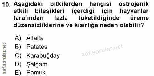 10. soru: Aşağıdaki bitkilerden hangisi östrojenik etkili bileşikleri içerdiği için hayvanlar tarafından fazla tüketildiğinde ü…