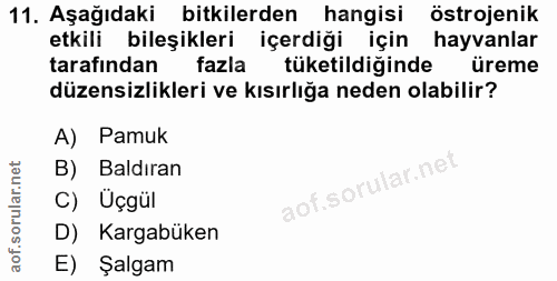 11. soru: Aşağıdaki bitkilerden hangisi östrojenik etkili bileşikleri içerdiği için hayvanlar tarafından fazla tüketildiğinde ü…