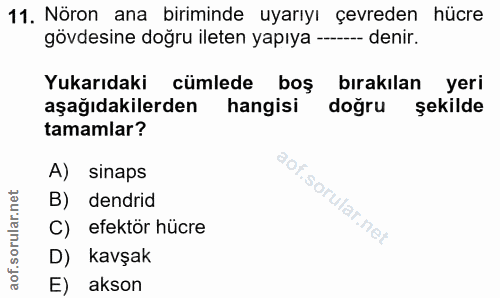 11. soru: Nöron ana biriminde uyarıyı çevreden hücre gövdesine doğru ileten yapıya ---- denir. Yukarıdaki cümlede boş bırakılan…