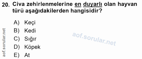 20. soru: Civa zehirlenmelerine en duyarlı olan hayvan türü aşağıdakilerden hangisidir? A) Keçi B) Kedi C) Sığır D) Köpek E) At