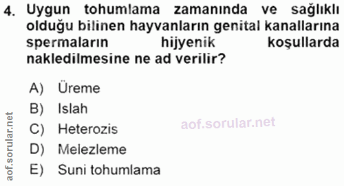 4. soru: Uygun tohumlama zamanında ve sağlıklı olduğu bilinen hayvanların genital kanallarına spermaların hijyenik Koşullarda…
