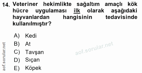 14. soru: Veteriner hekimlikte sağaltım amaçlı kök hücre uygulaması ilk olarak aşağıdaki hayvanlardan hangisinin tedavisinde ku…