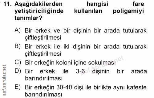 11. soru: Aşağıdakilerden hangisi fare yetiştiriciliğinde kullanılan poligamiyi tanimlar? A) Bir erkek ve bir dişinin bir arada…