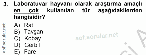 3. soru: Laboratuvar hayvanı olarak araştırma amaçlı en çok kullanılan aşağıdakilerden hangisidir? A) Rat B) Tavşan C) Kobay D…