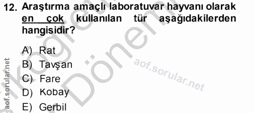 12. soru: Araştırma amaçlı laboratuvar hayvanı olarak en çok kullanılan tür aşağıdakilerden hangisidir? A) Rat one B) Tavşan C)…