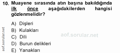 10. soru: Muayene sırasında atın başına bakıldığında ilk önce aşağıdakilerden hangisi gözlenmelidir? A) Dişleri B) Kulakları C)…
