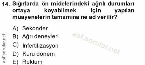 14. soru: Sığırlarda ön midelerindeki ağrılı durumları ortaya koyabilmek için yapılan muayenelerin tamamina ne ad verilir? A) S…