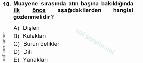 10. soru: Muayene sırasında atın başına bakıldığında ilk önce aşağıdakilerden hangisi gözlenmelidir? A) Dişleri B) Kulakları C)…