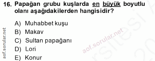 16. soru: Papağan grubu kuşlarda en büyük boyutlu olanı aşağıdakilerden hangisidir? A) Muhabbet kuşu B) Makav C) Sultan papağan…