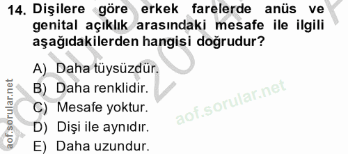 14. soru: Dişilere göre erkek farelerde anüs ve genital açıklık arasındaki mesafe ile ilgili aşağıdakilerden hangisi doğrudur?…