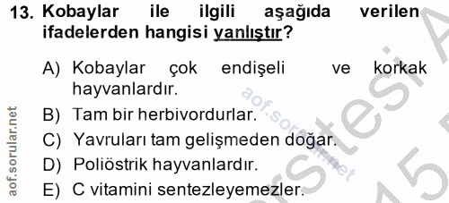 13. soru: Kobaylar ile ilgili aşağıda verilen ifadelerden hangisi yanlıştır? A) Kobaylar çok endişeli ve korkak hayvanlardır. B…