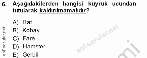 6. soru: Aşağıdakilerden hangisi kuyruk ucundan tutularak kaldırılmamalıdır? A) Rat B) Kobay C) Fare D) Hamster E) Gerbil
