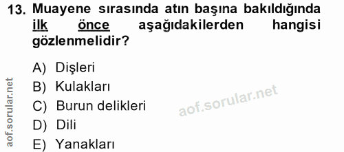 13. soru: Muayene sırasında atın başına bakıldığında ilk önce aşağıdakilerden hangisi gözlenmelidir? A) Dişleri B) Kulakları C)…