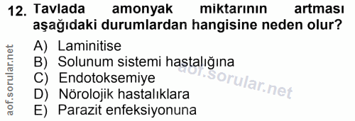 12. soru: Tavlada amonyak miktarının artması aşağıdaki durumlardan hangisine neden olur? A) Laminitise B) Solunum sistemi hasta…