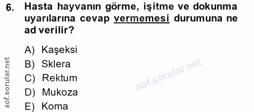 6. soru: Hasta hayvanın görme, işitme ve dokunma uyarılarına cevap vermemesi durumuna ne ad verilir? A) Kaşeksi orular.net B)…