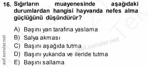 16. soru: Sığırların muayenesinde aşağıdaki durumlardan hangisi hayvanda nefes alma güçlüğünü düşündürür? A) Başını yan tarafin…