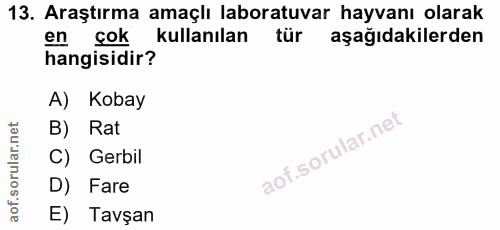 13. soru: Araştırma amaçlı laboratuvar hayvanı olarak en çok kullanılan tür aşağıdakilerden hangisidir? A) Kobay B) Rat C) Gerb…
