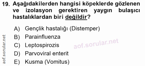 19. soru: Aşağıdakilerden hangisi köpeklerde gözlenen ve izolasyon gerektiren yaygın bulaşıcı hastalıklardan biri değildir? A)…