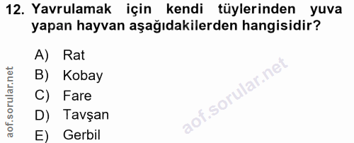 12. soru: Yavrulamak için kendi tüylerinden yuva yapan hayvan aşağıdakilerden hangisidir? A) Rat B) Kobay C) Fare aof.sorular.n…