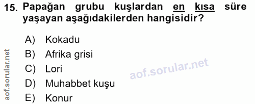 15. soru: Papağan grubu kuşlardan en kısa süre yaşayan aşağıdakilerden hangisidir? A) Kokadu B) . Afrika grisi C) Lori D) Muhab…