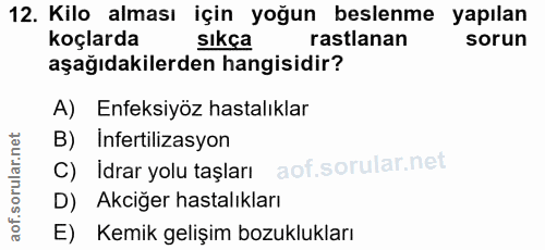 12. soru: Kilo alması için yoğun beslenme yapılan koçlarda sıkça rastlanan sorun aşağıdakilerden hangisidir? A) Enfeksiyöz hast…