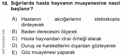 10. soru: Sığırlarda hasta hayvanın muayenesine nasıl başlanır? A) Hastanın akciğerlerini stetoskopla dinleyerek B) Beden derec…