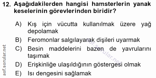 12. soru: Aşağıdakilerden hangisi hamsterlerin yanak keselerinin görevlerinden biridir? A) Kış için vücutta kullanılmak üzere y…