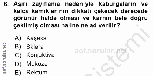 6. soru: Aşırı zayıflama nedeniyle kaburgaların ve kalça kemiklerinin dikkati çekecek derecede görünür halde olması ve karnın…