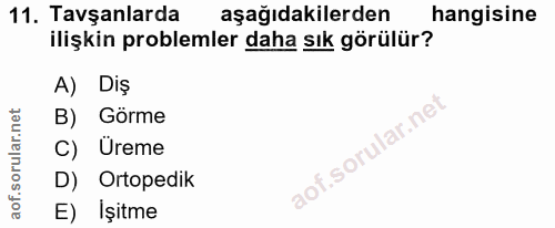 11. soru: Tavşanlarda aşağıdakilerden hangisine ilişkin problemler daha sık görülür? A) Diş B) Görme C) Üreme D) Ortopedik E) İ…