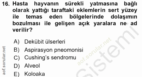 16. soru: Hasta hayvanın sürekli yatmasına bağlı olarak yattığı taraftaki eklemlerin sert yüzey ile temas eden bölgelerinde dol…