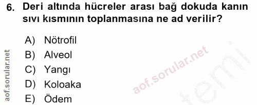 6. soru: Deri altında hücreler arası bağ dokuda kanın sıvı kısmının toplanmasına ne ad verilir? A) Nötrofil B) Alveol C) Yangı…