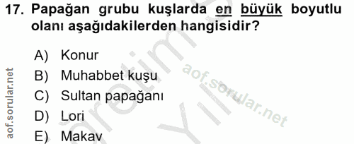 17. soru: Papağan grubu kuşlarda en büyük boyutlu olanı aşağıdakilerden hangisidir? A) Konur B) Muhabbet kuşu C) Sultan papağan…