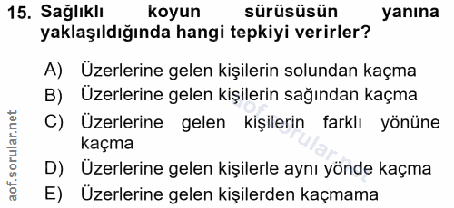 15. soru: Sağlıklı koyun sürüsüsün yanına yaklaşıldığında hangi tepkiyi verirler? A) Uzerlerine gelen kişilerin solundan kaçma…