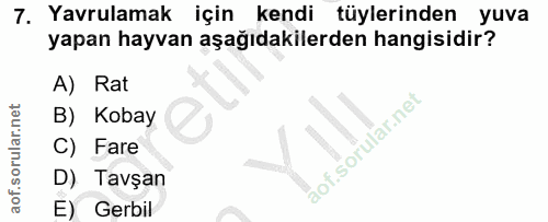 7. soru: Yavrulamak için kendi tüylerinden yuva yapan hayvan aşağıdakilerden hangisidir? A) Rat B) Kobay C) Fare D) Tavşan E)…