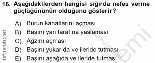 16. soru: Aşağıdakilerden hangisi sığırda nefes verme güçlüğününün olduğunu gösterir? A) Burun kanatlarını açması B) Başını yan…