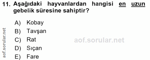 11. soru: Aşağıdaki hayvanlardan hangisi en uzun gebelik süresine sahiptir? A) Kobay B) Tavşan C) Rat D) Sıçan E) Fare