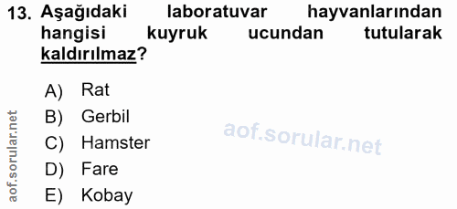 13. soru: Aşağıdaki laboratuvar hayvanlarından hangisi kuyruk ucundan tutularak kaldırılmaz? A) Rat B) Gerbil C) Hamster D) Far…