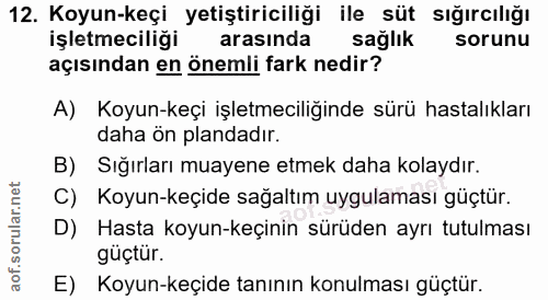 12. soru: Koyun-keçi yetiştiriciliği ile süt sığırcılığı işletmeciliği arasında sağlık sorunu açısından en önemli fark nedir? A…