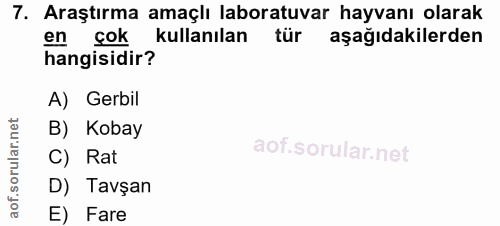 7. soru: Araştırma amaçlı laboratuvar hayvanı olarak en çok kullanılan tür aşağıdakilerden hangisidir? A) Gerbil B) Kobay aof.…