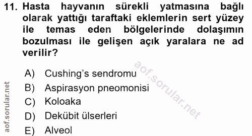 11. soru: Hasta hayvanın sürekli yatmasına bağlı olarak yattığı taraftaki eklemlerin sert yüzey ile temas eden bölgelerinde dol…