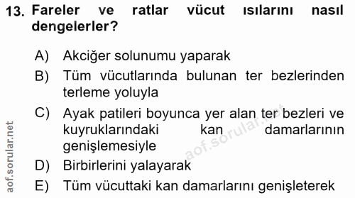 13. soru: Fareler ve ratlar vücut isılarını nasıl dengelerler? A) Akciğer solunumu yaparak B) Tüm vücutlarında bulunan ter bezl…