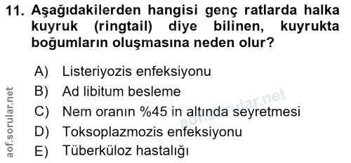 11. soru: Aşağıdakilerden hangisi genç ratlarda halka kuyruk (ringtail) diye bilinen, kuyrukta boğumların oluşmasına neden olur…