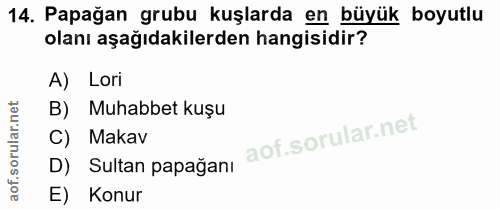 14. soru: Papağan grubu kuşlarda en büyük boyutlu olanı aşağıdakilerden hangisidir? A) Lori B) Muhabbet kuşu C) Makav D) Sultan…