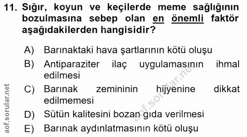 11. soru: Sığır, koyun ve keçilerde meme sağlığının bozulmasına sebep olan en önemli faktör aşağıdakilerden hangisidir? A) Barı…
